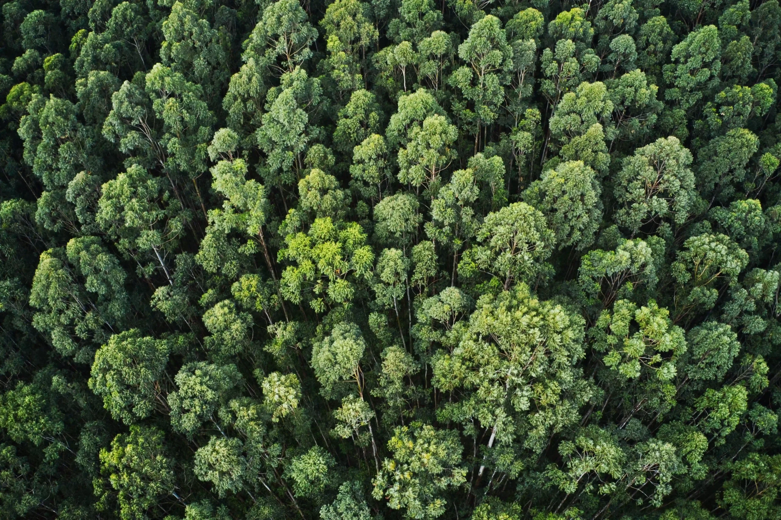 Trees-symbolize-environmental protection-and-sustainability